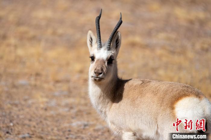 圖為西藏藏原羚，藏原羚是青藏高原特有種，也被稱為西藏黃羊?！〗w波 攝