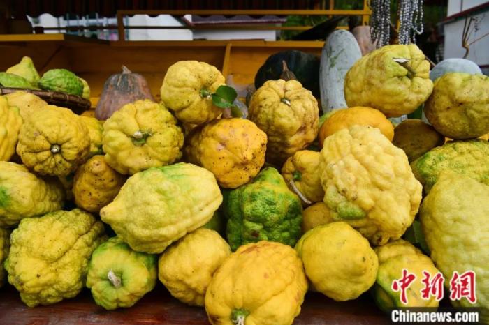 墨脫大檸檬，學(xué)名香櫞，和檸檬均為蕓香科植物。(<a target='_blank' href='/'><p  align=