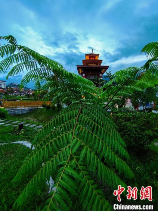 墨脫縣城公園里的桫欏。