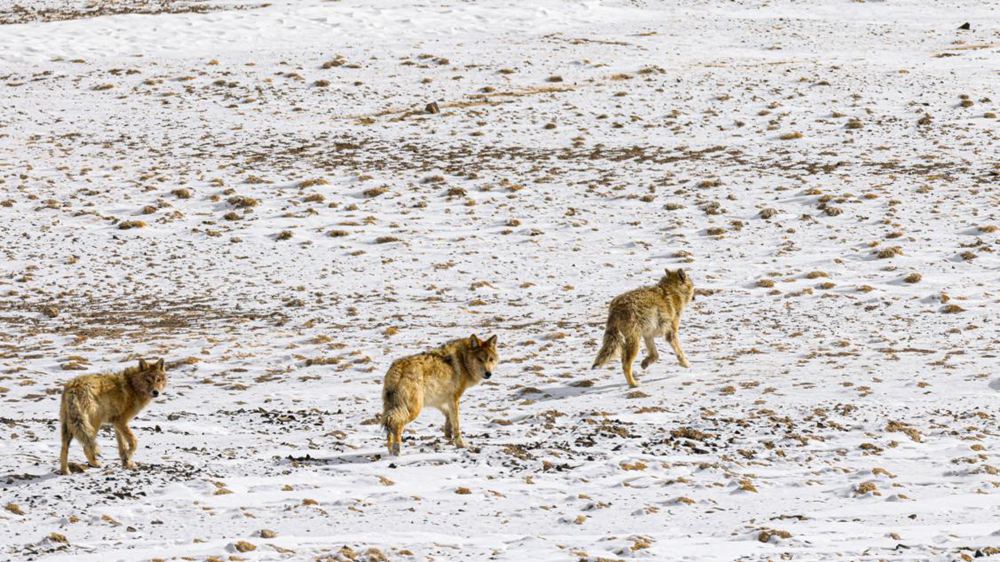 狼。金阿次仁攝
