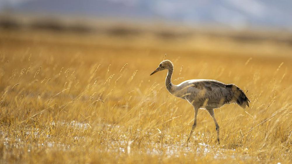 黑頸鶴幼鳥。金阿次仁攝