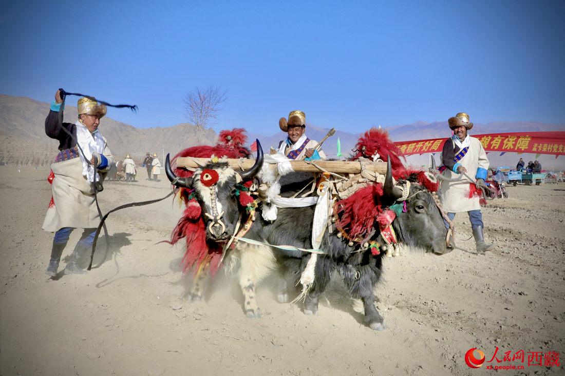 在過(guò)去漫長(zhǎng)的歲月里，牦牛是農(nóng)耕的主力，“二牛抬杠”代表了一個(gè)時(shí)代。人民網(wǎng) 次仁羅布攝
