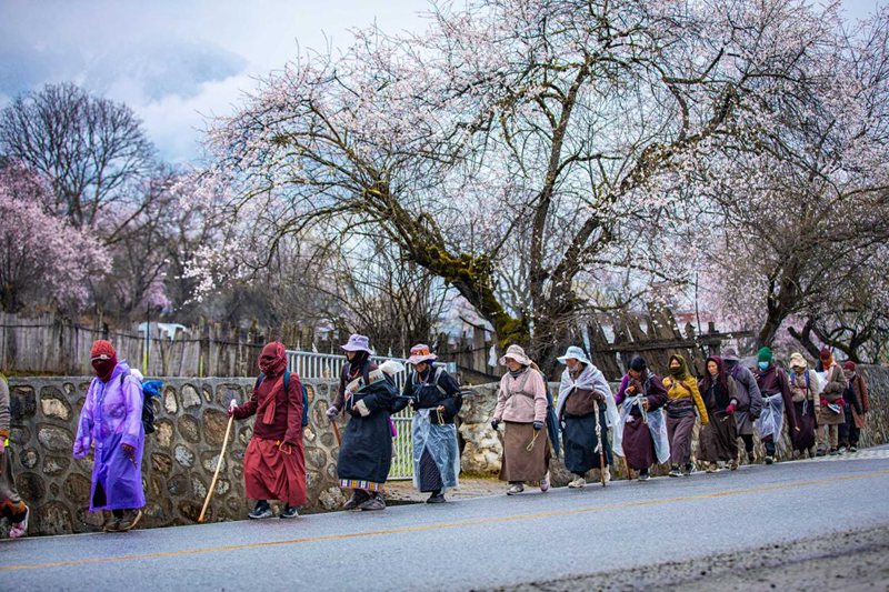 下雨了，漫步在桃花下的村民。張靜攝