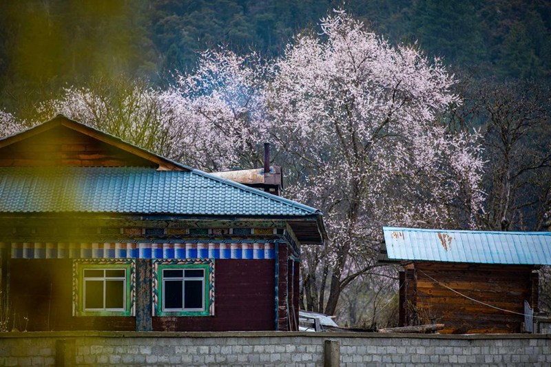 桃花掩映下的村莊。張靜攝