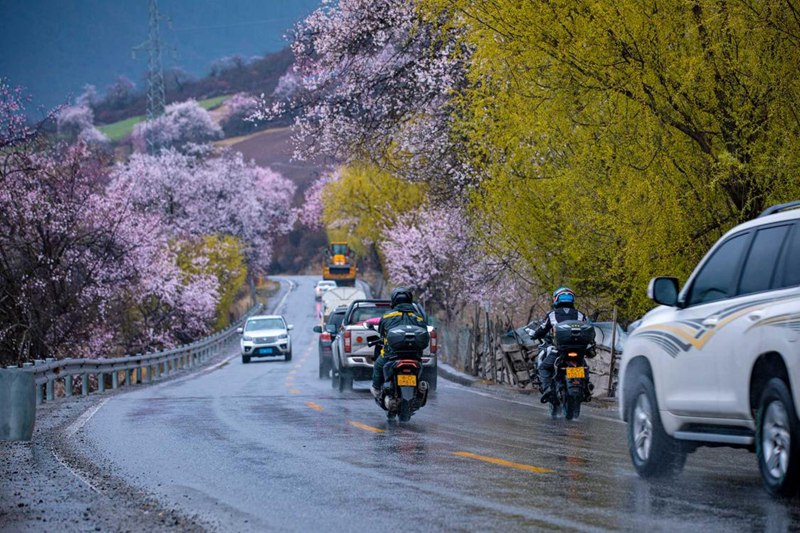 桃花林。張靜攝