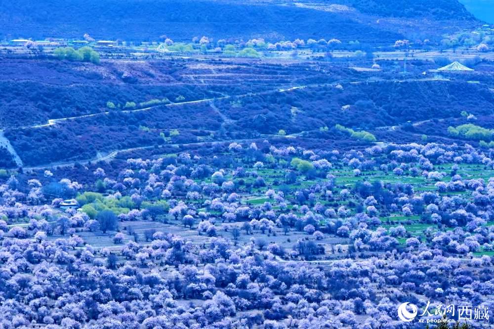 遠(yuǎn)眺“桃花村”。人民網(wǎng) 李海霞攝