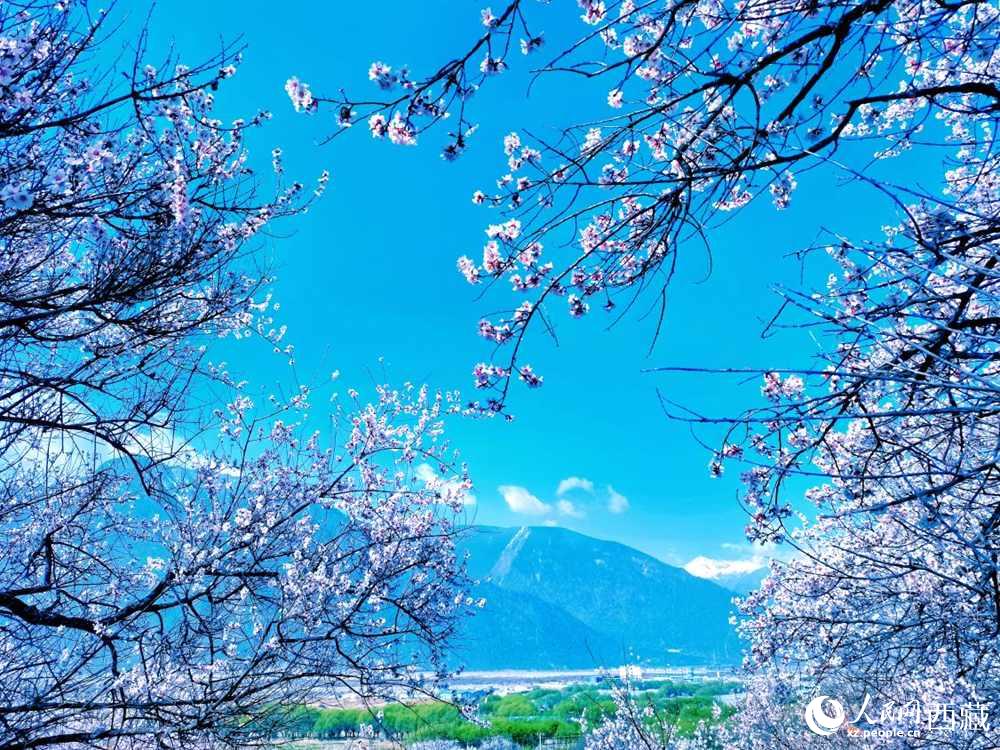 桃花在藍(lán)天白云的映襯下分外好看。人民網(wǎng) 李海霞攝
