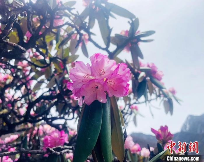 近日，西藏自治區(qū)山南市加查縣索囊溝的杜鵑花競(jìng)相綻放?！∪轿木?攝