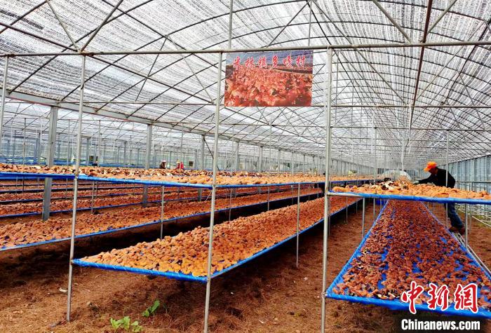 圖為紅太陽科技示范家庭農(nóng)場采收的靈芝?！∑酱胪喙﹫D