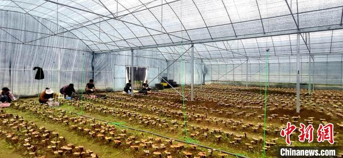 圖為紅太陽科技示范家庭農(nóng)場組織民眾采收靈芝?！∑酱胪喙﹫D