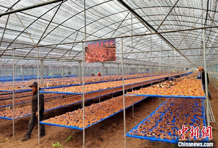 圖為紅太陽科技示范家庭農(nóng)場采收的靈芝。　平措旺青供圖