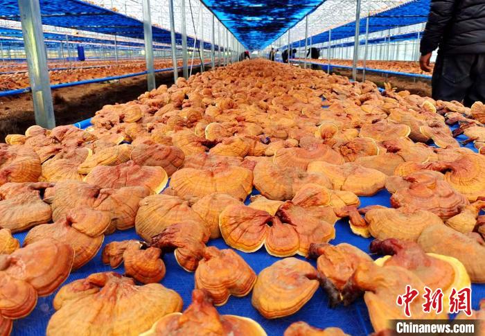 圖為紅太陽科技示范家庭農(nóng)場采收的靈芝?！∑酱胪喙﹫D