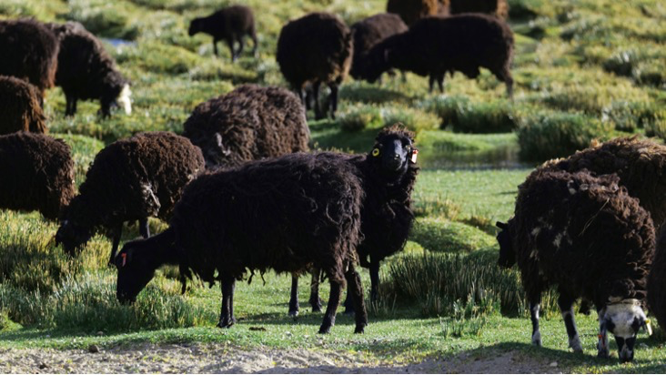 大美邊疆行丨西藏:固邊興邊富民 打造高原邊疆美麗新畫卷
