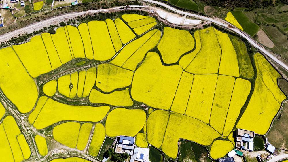 西藏墨竹工卡縣油菜農(nóng)田。