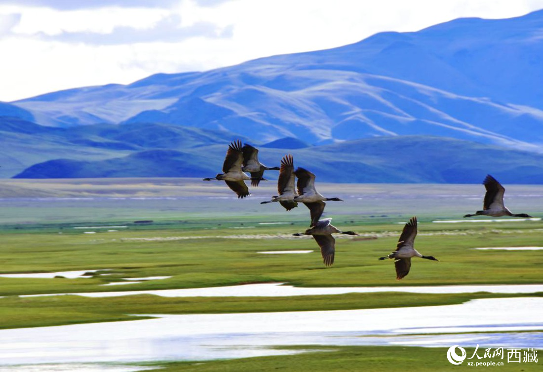 黑頸鶴在草原起舞。人民網(wǎng) 李海霞攝