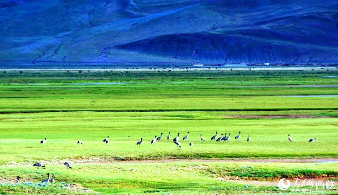 這個季節(jié)正是黑頸鶴繁殖季。人民網(wǎng) 李海霞攝