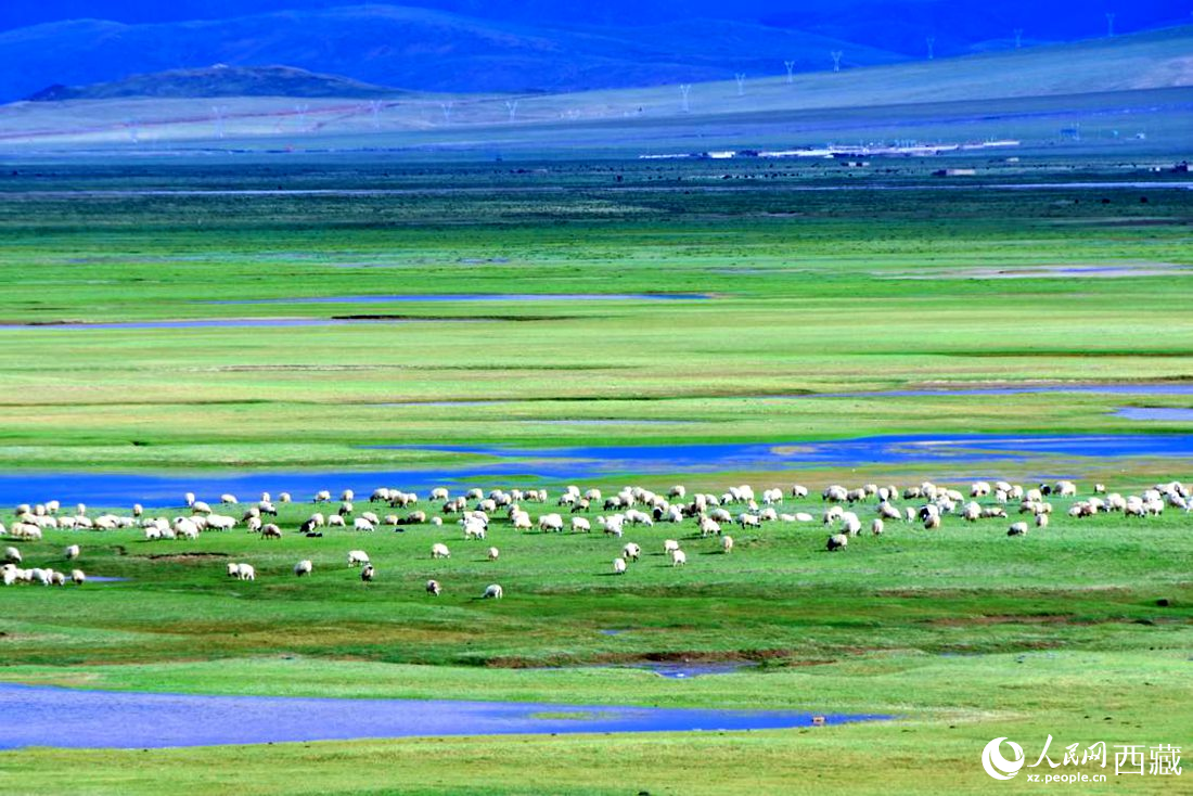 水草豐美的草原，牛羊悠閑覓食。人民網(wǎng) 李海霞攝