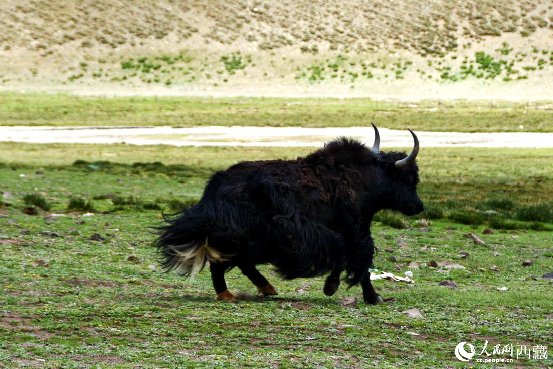 牦牛在草原撒歡兒。人民網(wǎng) 李海霞攝