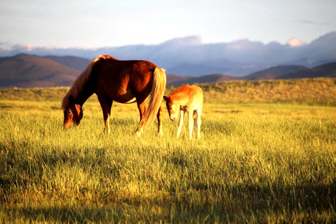 馬兒在草地上覓食。普布桑杰攝