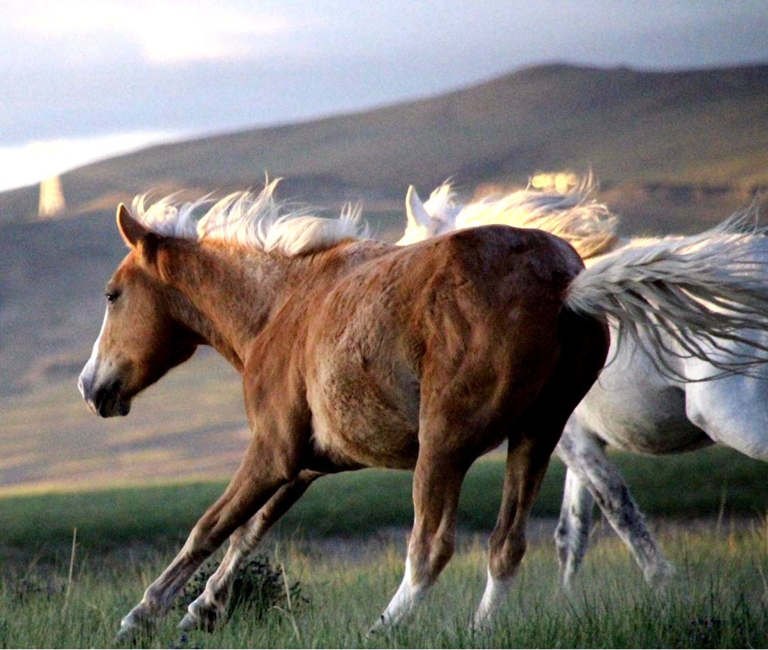 草原上奔騰的馬兒。普布桑杰攝