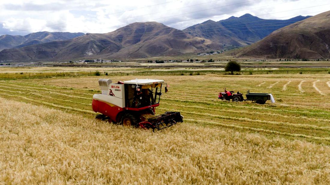 抗疫情、保秋收。洛克攝