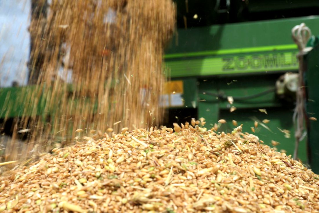 承載著希望的青稞，顆粒歸倉(cāng)。洛克攝