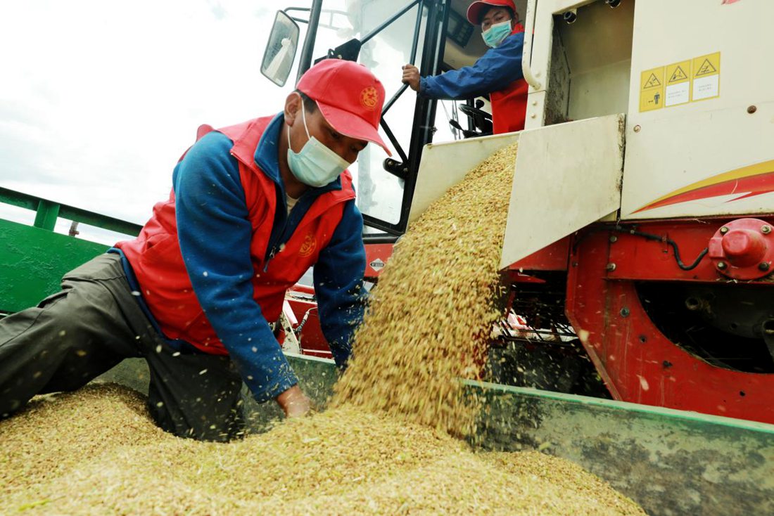 疫情之下，志愿者是田間最美的風(fēng)景。洛克攝