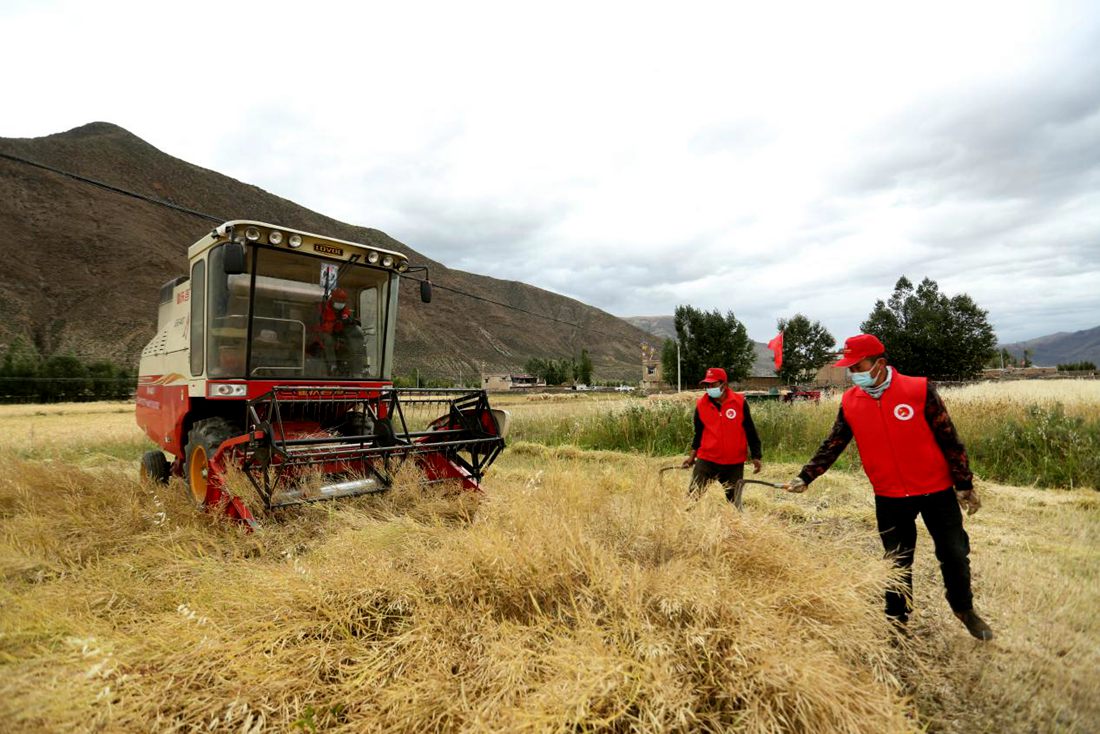 陣陣機(jī)械的轟鳴聲傳來豐收的喜悅。洛克攝