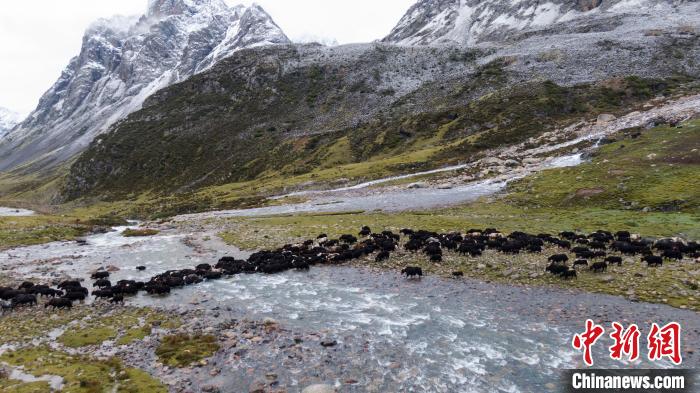 圖為轉(zhuǎn)場中的牦牛?！÷蹇?攝