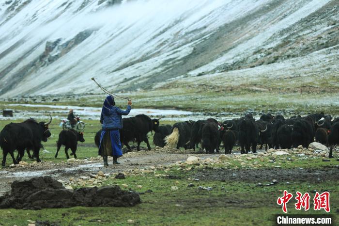 圖為牧民在趕牦牛?！÷蹇?攝