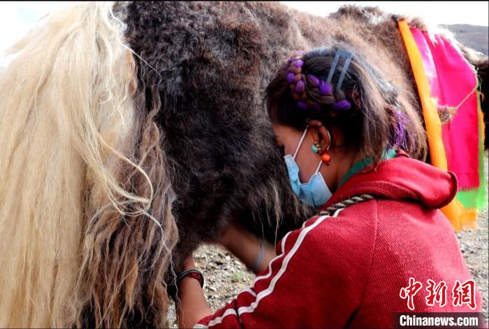 圖為牧民正在擠奶?！∪湛t文聯(lián)供圖