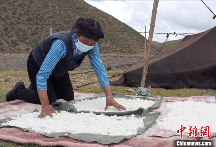 圖為牧民正在制作奶渣?！∪湛t文聯(lián)供圖