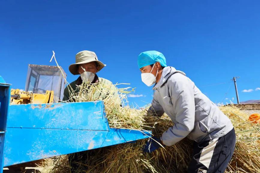 西藏吉?。簬愠两襟w驗秋收打場【4】