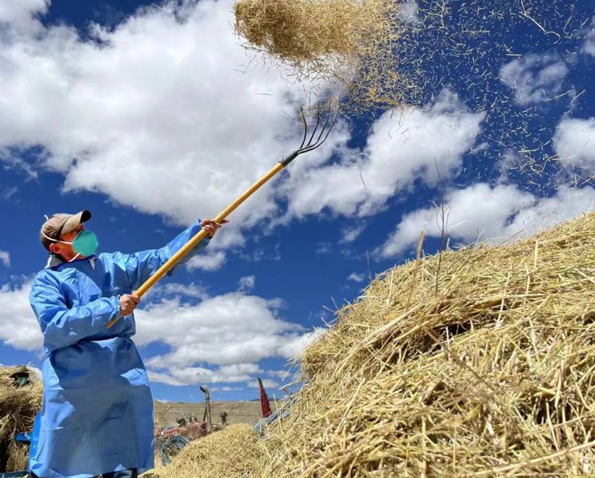 西藏吉?。簬愠两襟w驗秋收打場【6】