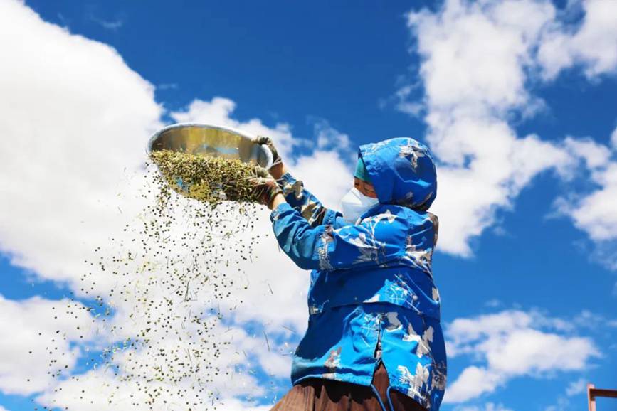 西藏吉?。簬愠两襟w驗秋收打場【12】