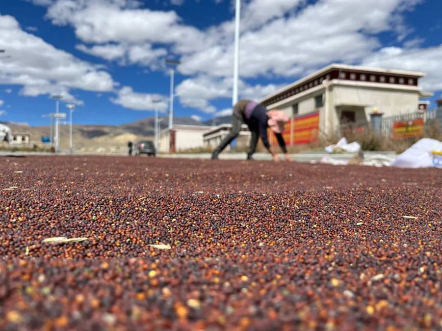 西藏吉?。簬愠两襟w驗秋收打場【15】