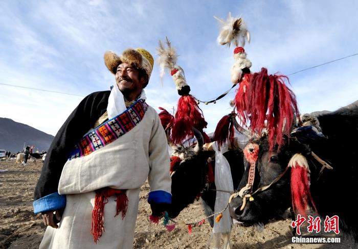 資料圖為2013年3月16日，拉薩市堆龍德慶區(qū)德慶村的農(nóng)民牽著牦牛參加春耕儀式，按照傳統(tǒng)方式由牦牛開第一犁。 <a target='_blank' href='/'><p  align=