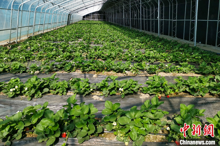 圖為10月21日，康馬縣薩馬達(dá)鄉(xiāng)高原溫室大棚內(nèi)的草莓長勢良好。<a target='_blank' href='/'><p  align=