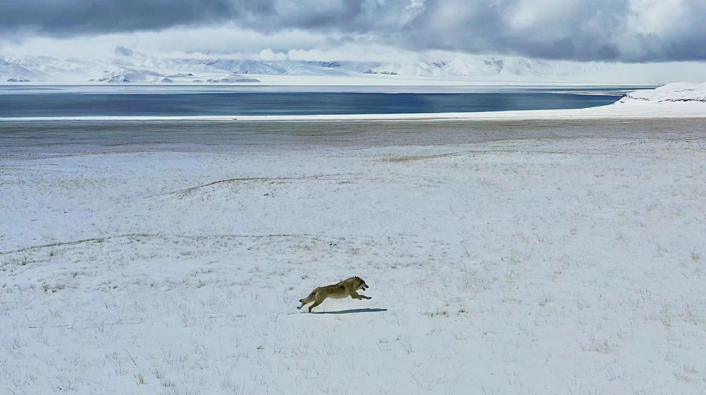 雪地里疾馳的阿里“狼”。