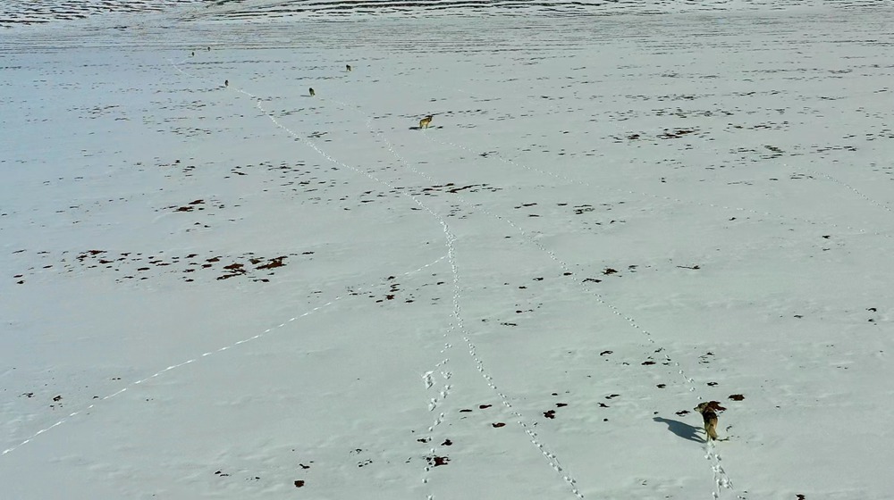 天地一色，狼群在雪地里不斷地向前奔跑。