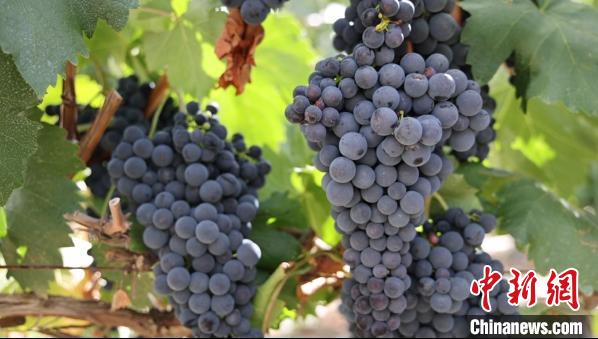 圖為桑日縣種植的葡萄?！∩侥仙Ｈ湛h委宣傳部提供
