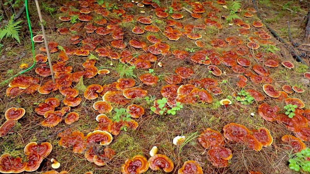 靈芝長勢喜人。