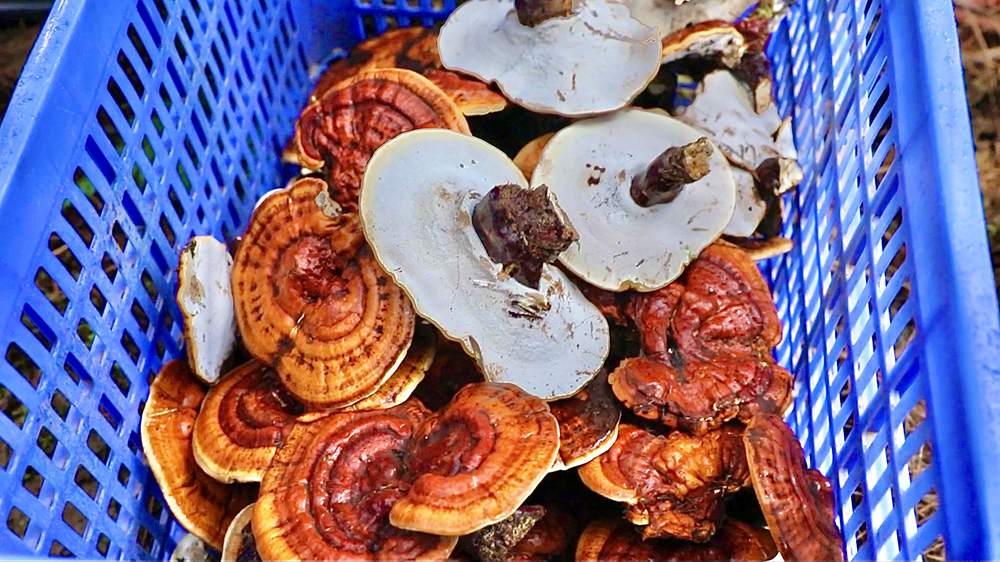 喜獲豐收。