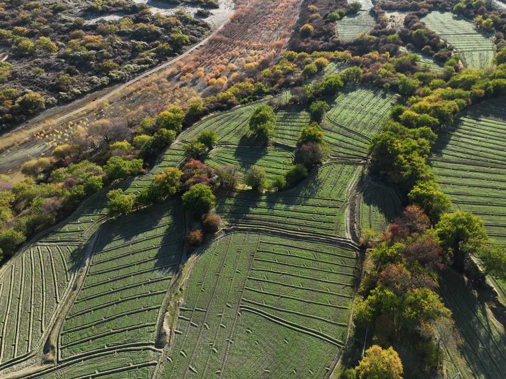 雅魯藏布江畔的高原梯田。
