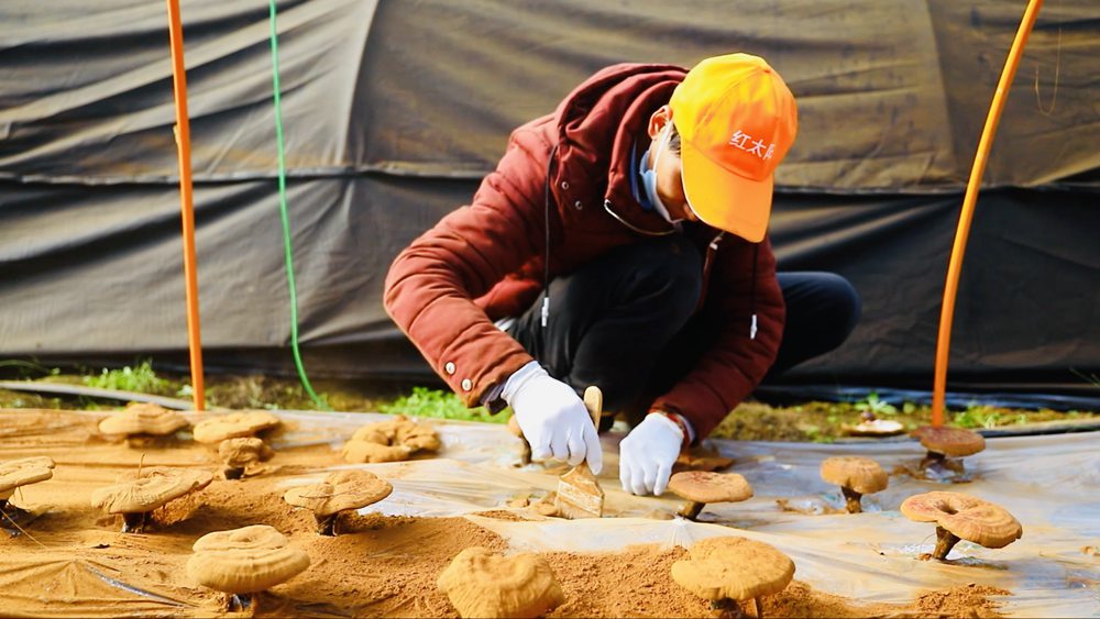 采收靈芝孢子粉。