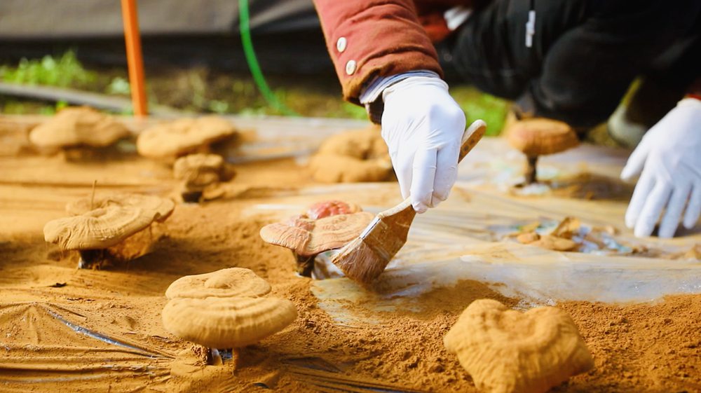 采收靈芝孢子粉。