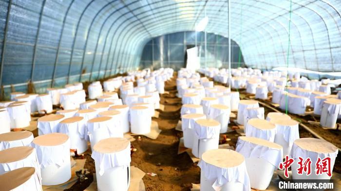 圖為靈芝套袋。　鄧巴 攝