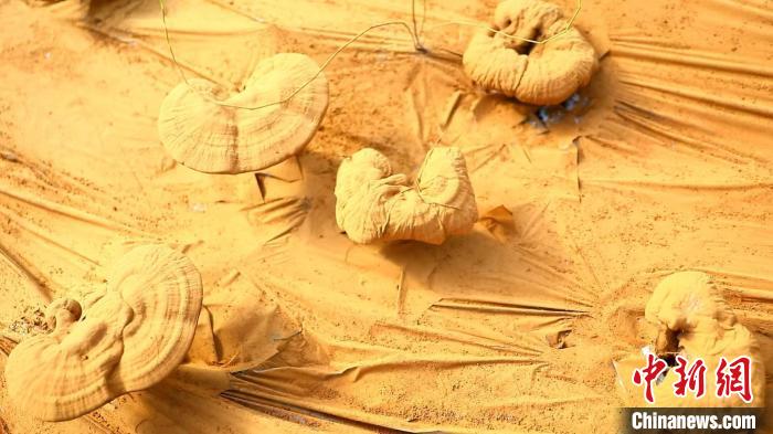 圖為靈芝基地內(nèi)孢子粉布滿塑料膜?！〉录?攝