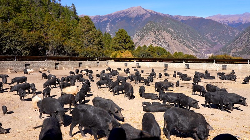 養(yǎng)殖基地里的藏香豬。