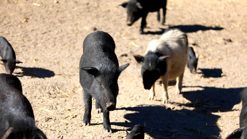 藏香豬在覓食。